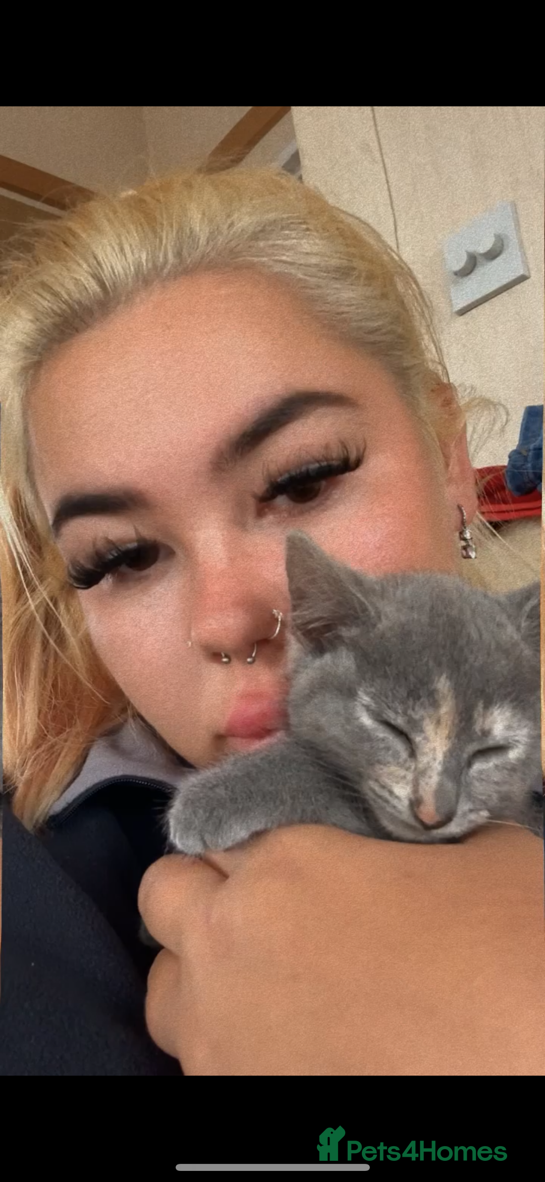 Mixed Breed cats for sale: Beautiful grey female kitten - Image 4