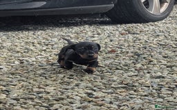 Miniature Dachshund dogs for sale: KC true to type miniature dachshund  - Image 5