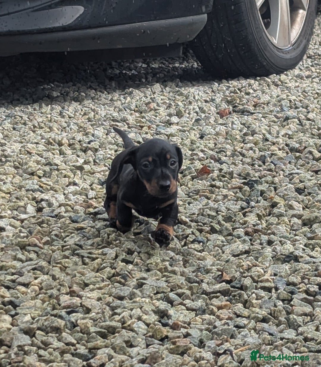 Miniature Dachshund dogs for sale: KC true to type miniature dachshund  - Image 5