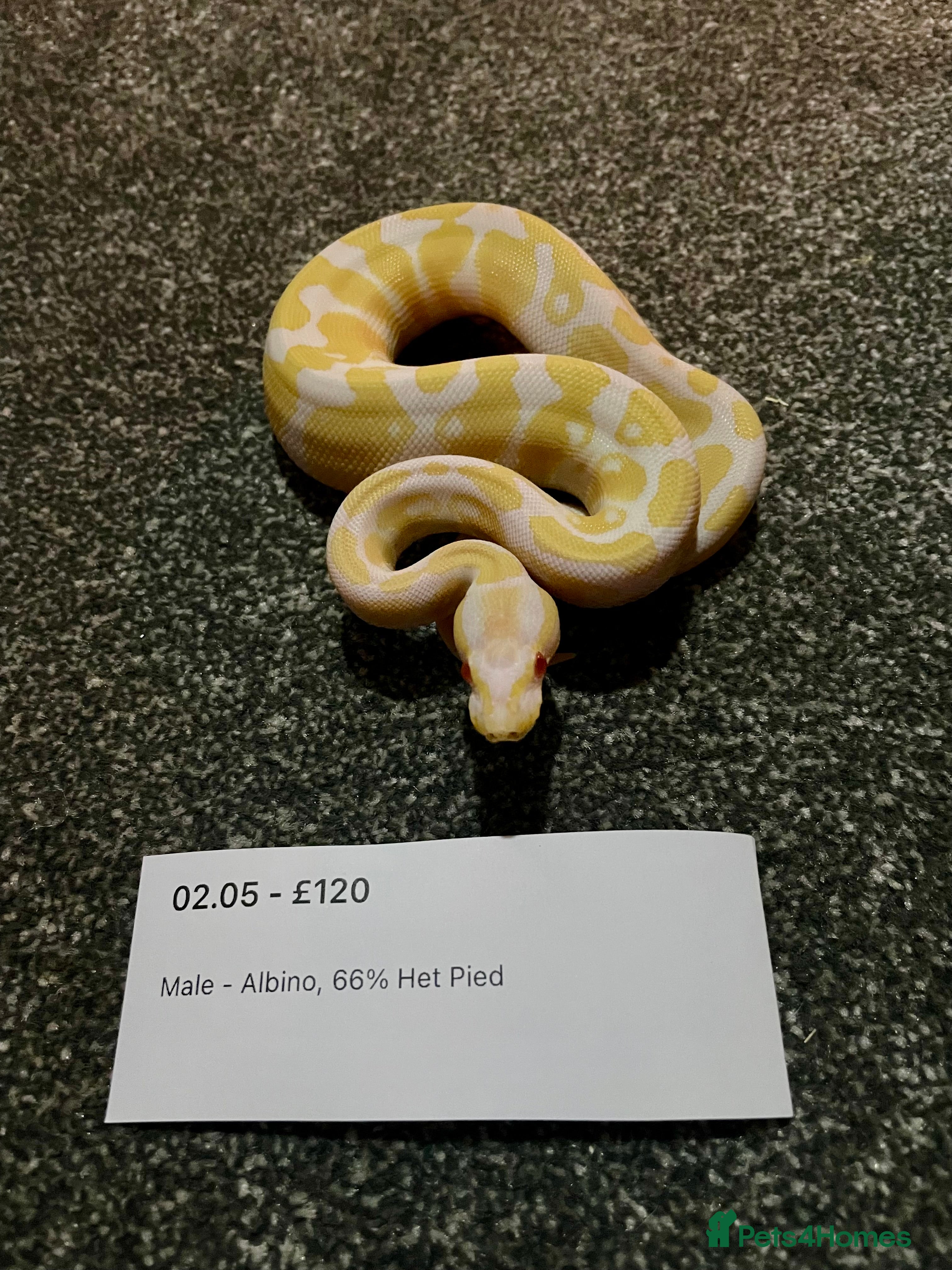 Python Snake reptiles Albino & 66% Het Pied Royal Python (Ball Python) - Advert 21