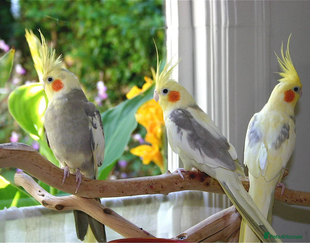 Cockatiels birds for sale: Cockatiels - Advert 2