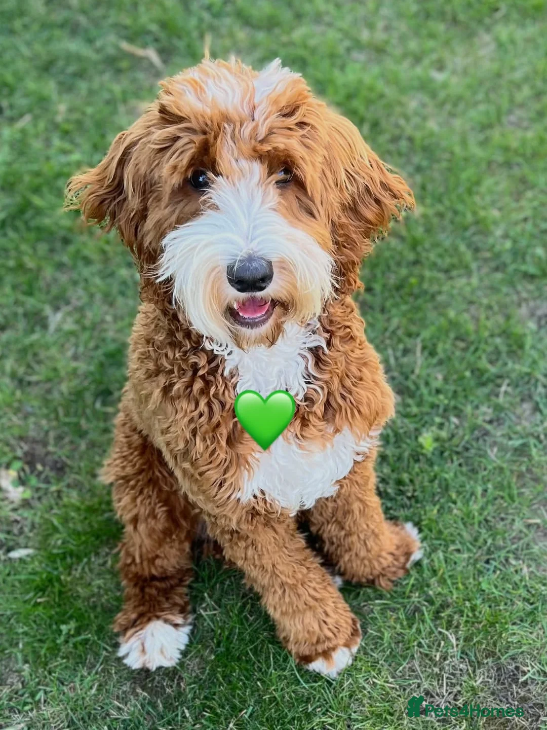 Australian Labradoodle dogs for sale: WAITING LIST Australian Labradoodles - RED & TUX  - Advert 25