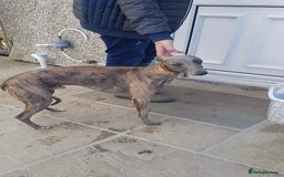 Whippet dogs for sale: OUTSTANDING PRESTIGIOUS LAGUNA BLUE WHIPPETS! KC - Image 14
