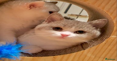British Shorthair cats - Advert 4