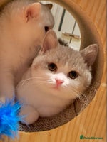 British Shorthair cats - Advert 3