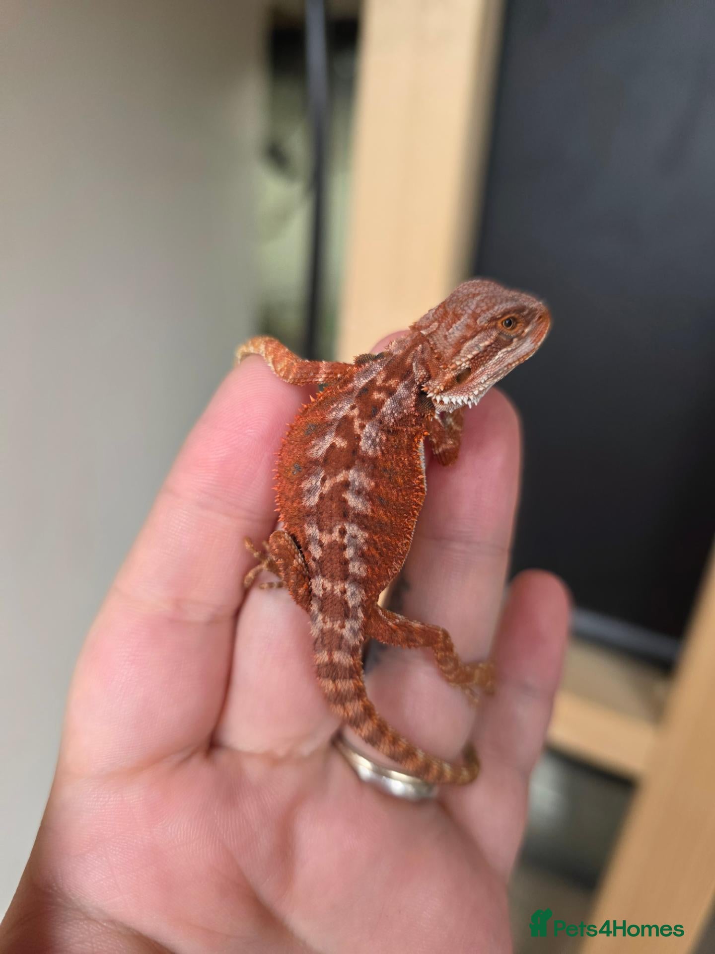 Bearded Dragon reptiles Baby red monster bearded dragons  - Advert 3