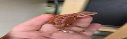 Bearded Dragon reptiles for sale: Baby red monster bearded dragons  - Advert 1