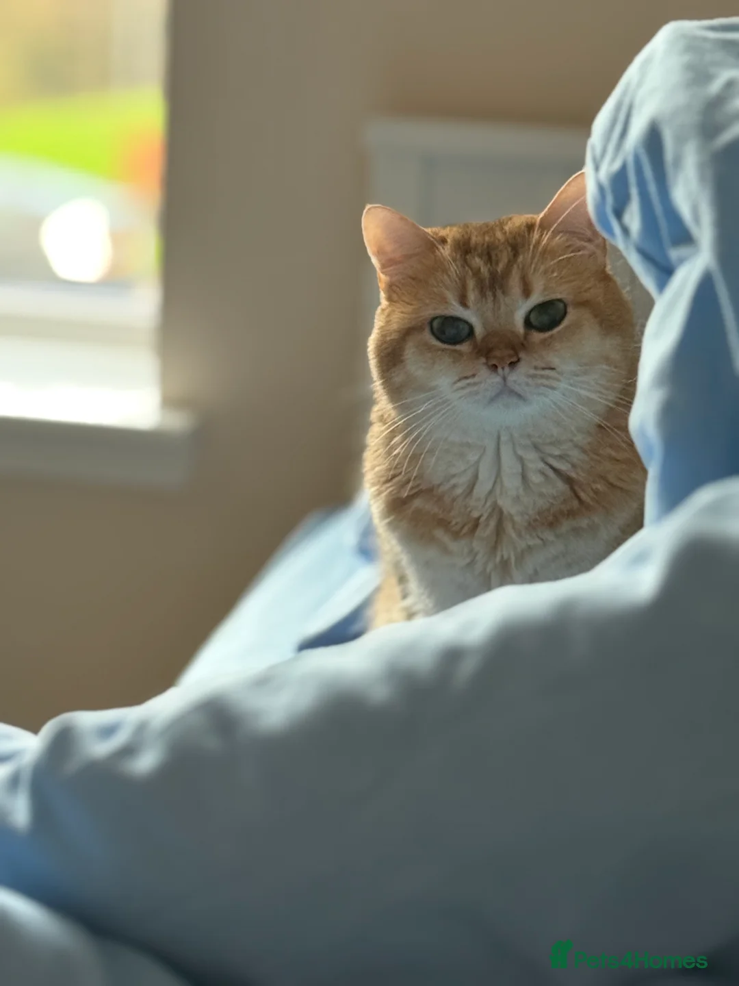 British Shorthair cats for stud: Gold BRI ny12 Stud in Derby - Advert 21