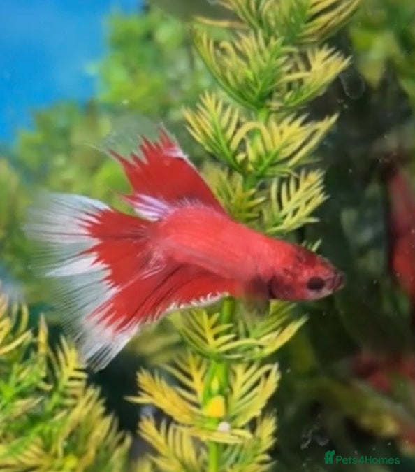 Bettas fish 1 Male fighter fish and 6 rummy nose tetra’s  - Advert 1