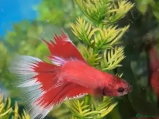 Bettas fish 1 Male fighter fish and 6 rummy nose tetra’s - Advert 1