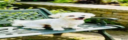 Maltese dogs for stud: ☀️HEALTH TESTED MED/SMALL BREED STUD DOGS🌟 - Advert 1