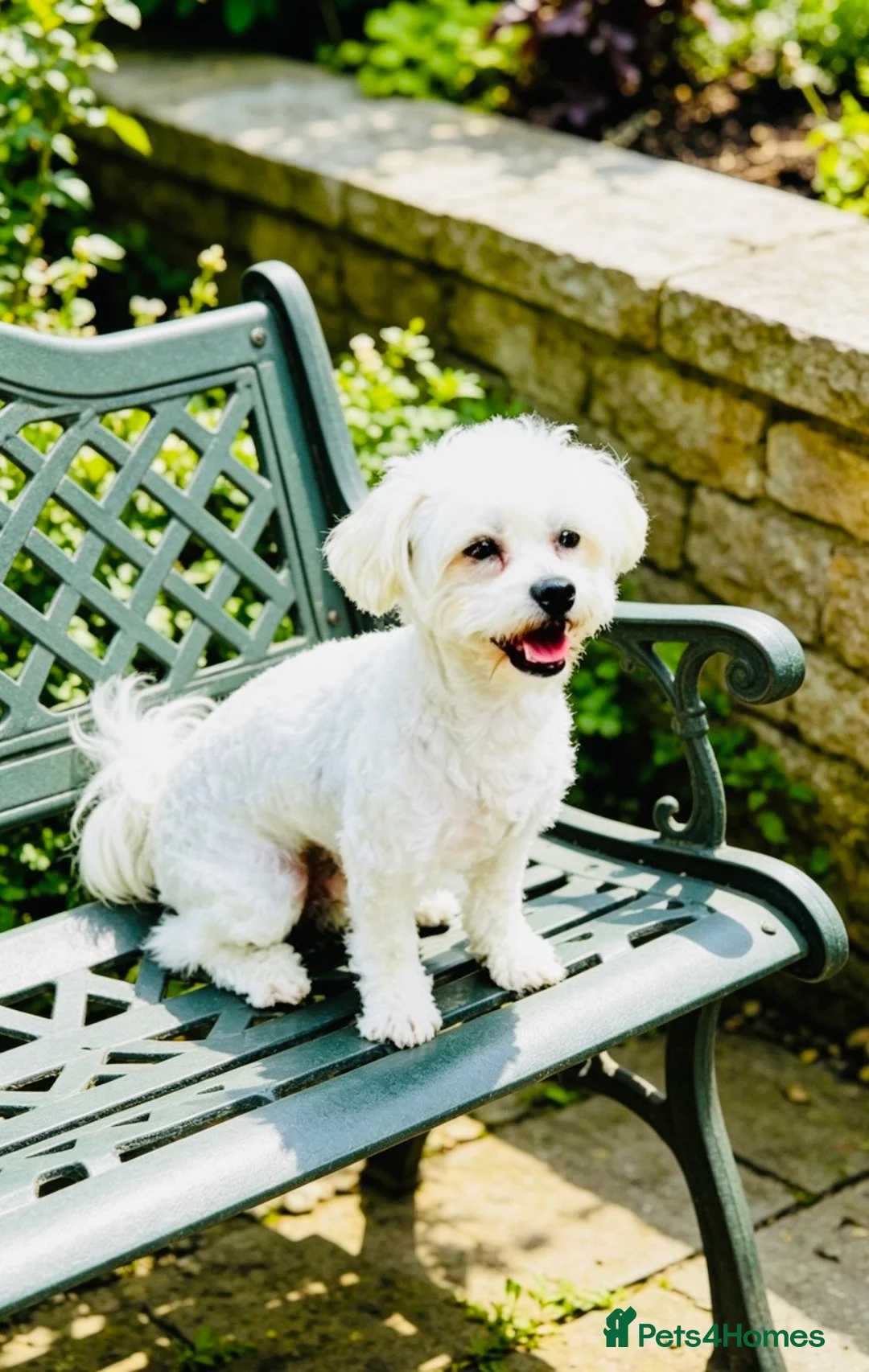 Maltese dogs for stud: ☀️HEALTH TESTED MED/SMALL BREED STUD DOGS🌟 - Advert 1