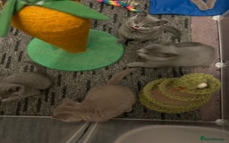 British Shorthair cats for sale: Chunky British shorthair kittens  - Image 7