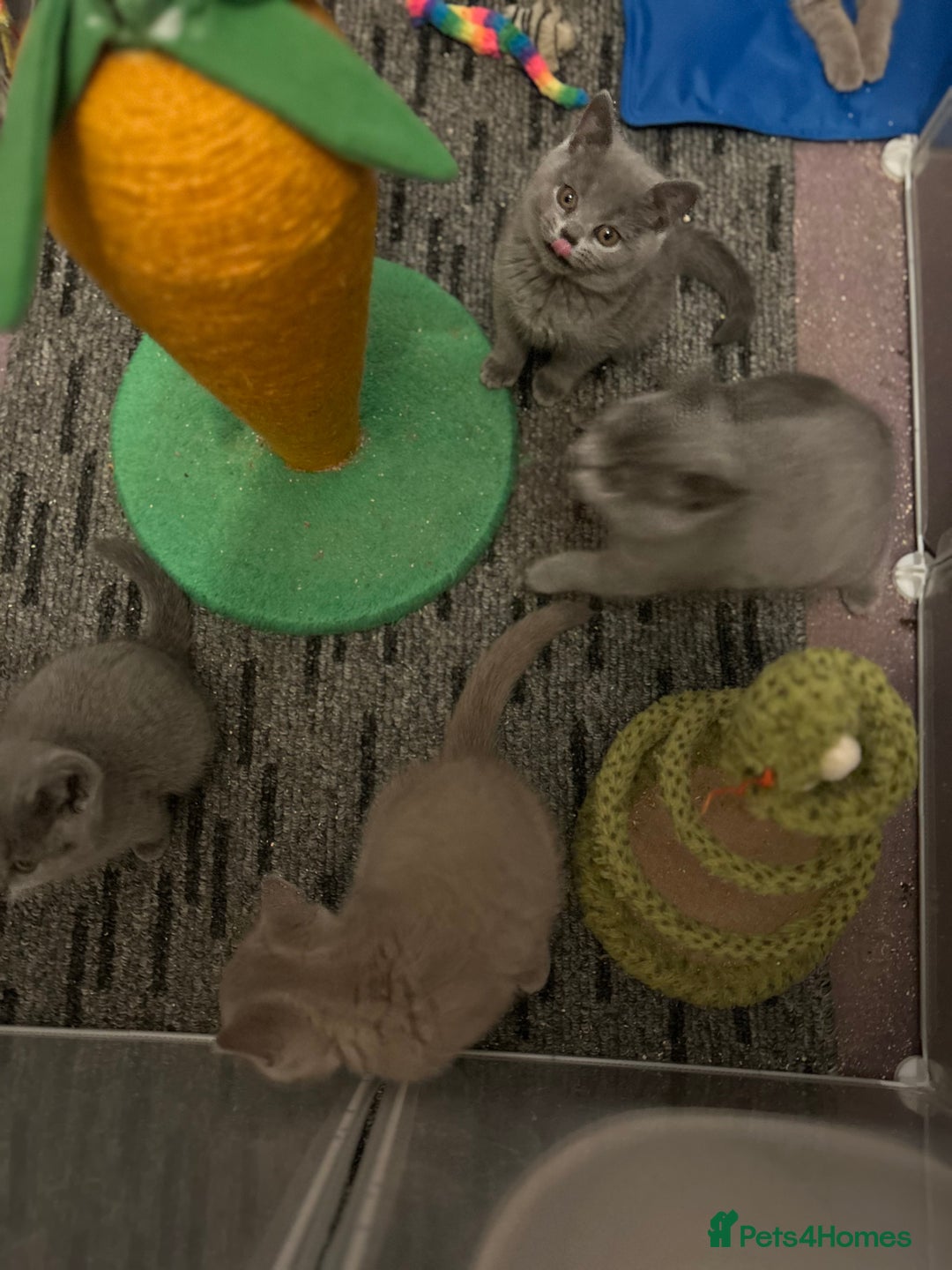 British Shorthair cats for sale: Chunky British shorthair kittens  - Image 7