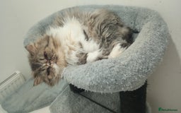 Persian cats for sale: Mother & daughter rehoming together pls - Image 7