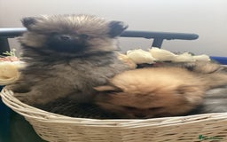 Pomeranian dogs for sale: READY NOW! kc reg STUNNING Pomeranian puppies  - Image 34