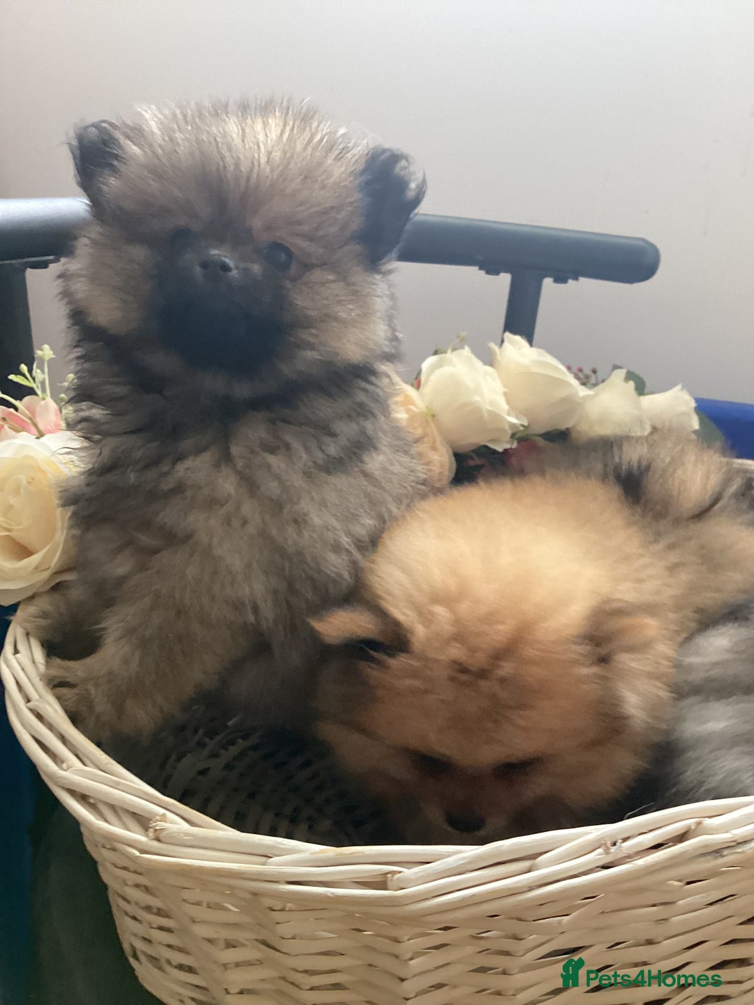 Pomeranian dogs for sale: READY NOW! kc reg STUNNING Pomeranian puppies  - Image 34