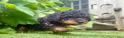 Cavapoochon dogs for sale: Cavapoo curly wurly puppies. 5* Council Reg’d - Advert 24