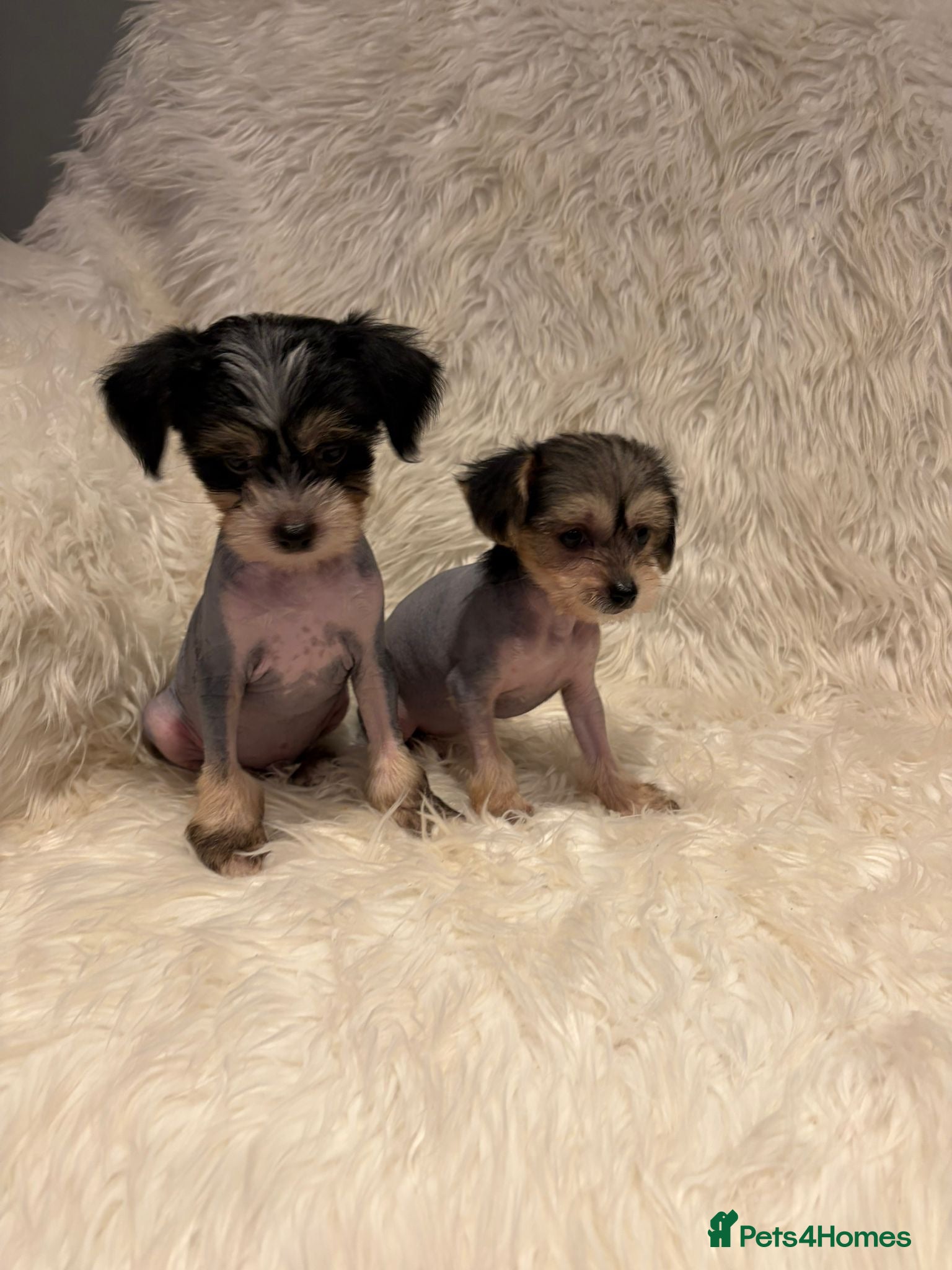 Chinese Crested dogs KC Reg Chinese crested puppies - Advert 5
