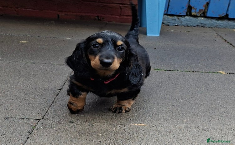 Dachshund dogs - Advert 1