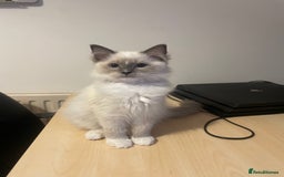 Ragdoll cats for sale:  Ragdoll kittens  - Image 10