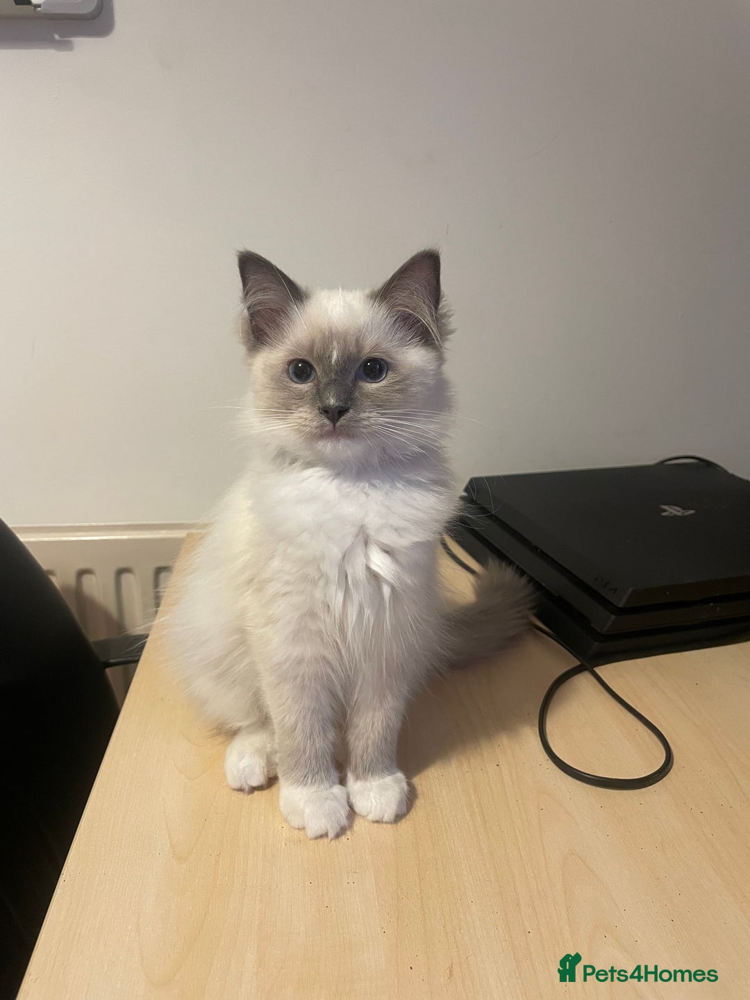 Ragdoll cats for sale:  Ragdoll kittens  - Image 10