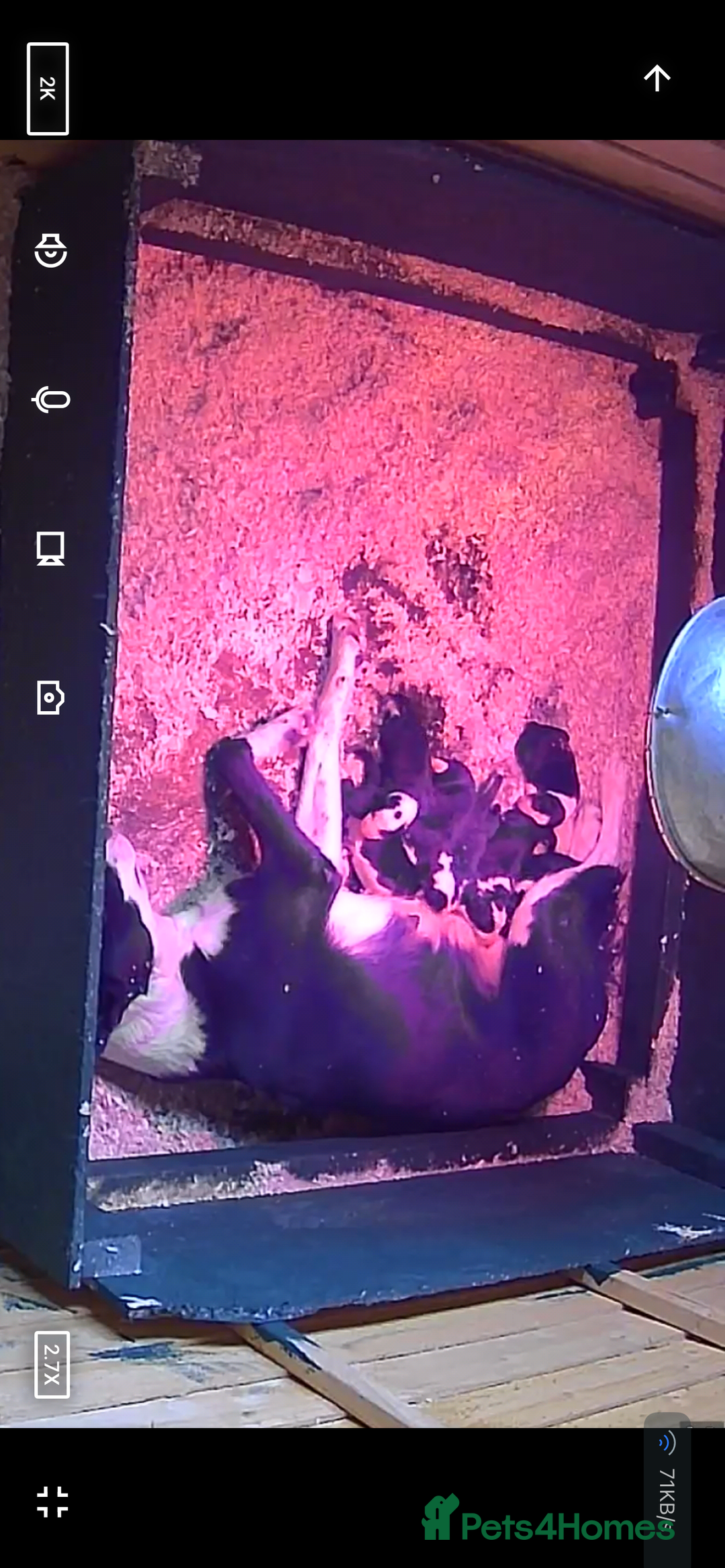 Border Collie dogs for sale: 6 healthy border collie pups - Advert 14