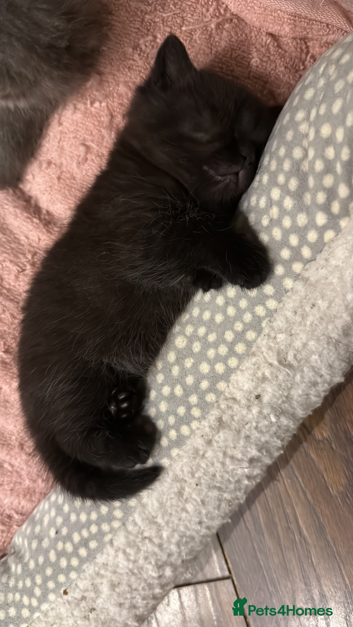 British Shorthair cats Stunning British short hair kittens  - Advert 2