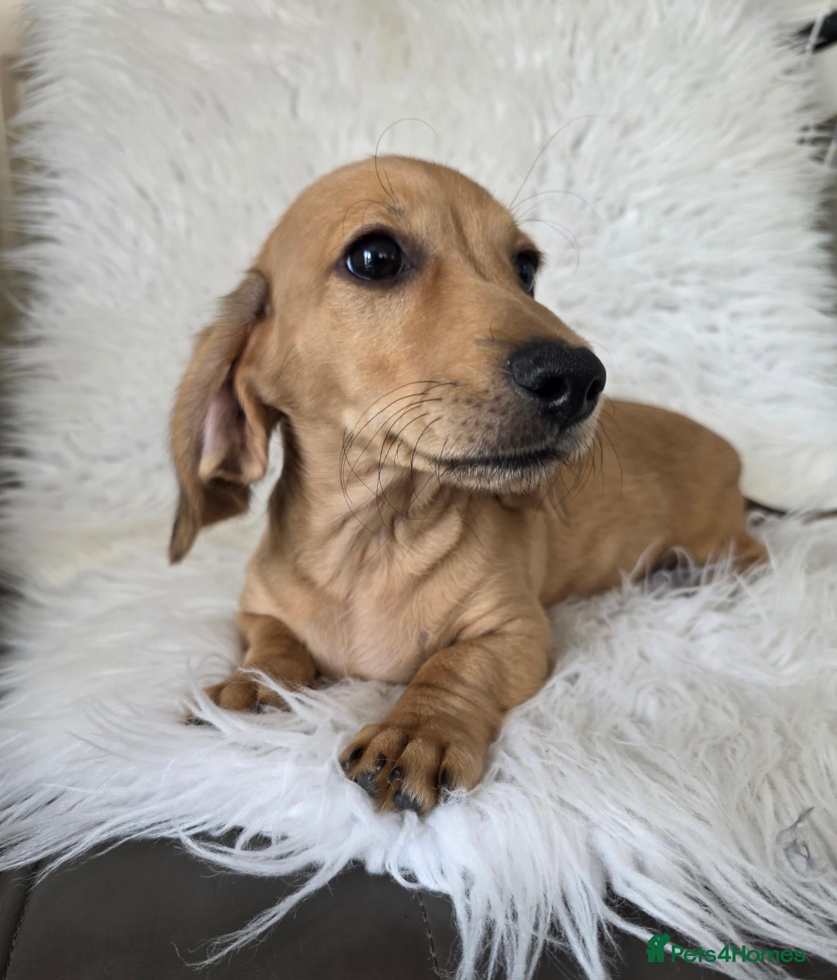 Miniature Dachshund dogs KC reg, 5* Breeder. BOYS ONLY  - Advert 2