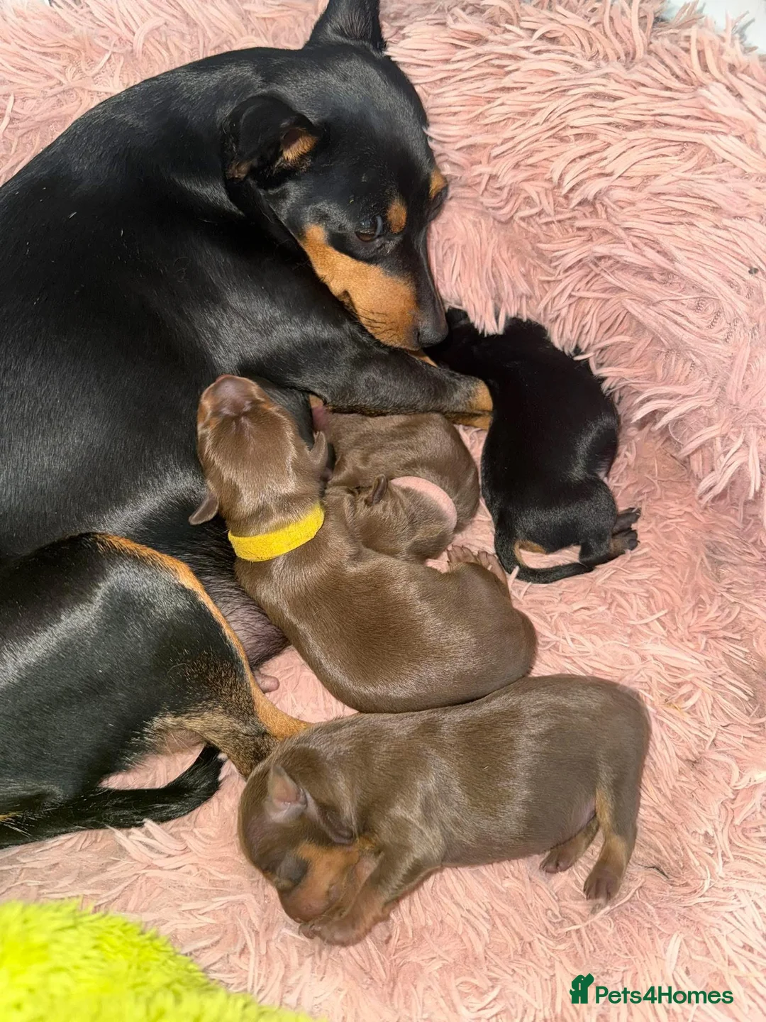 Miniature Pinscher dogs for sale: Chocolate miniature pinschers to err in Stockport - Advert 1