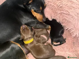 Miniature Pinscher dogs Chocolate miniature pinschers to err - Advert 1