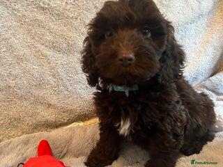 Cockapoo dogs 🩷READY TO LEAVE - Beautiful F1 Cockapoo pups - Advert 1