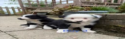 Border Collie dogs for sale: Border Collie Puppies for sale  - Advert 8