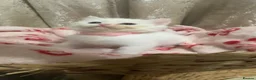 Perdoll cats for sale: 🐾🤍 BEAUTIFUL PERSIAN X RAGDOLL KITTENS 🤍🐾 - Advert 17