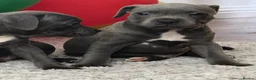Staffordshire Bull Terrier dogs for sale: ‼️ Fully Vaccinated Males Available - Advert 10
