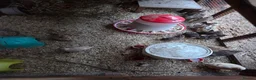 Quail poultry for sale: 17 x Coturnix Quail in Bristol - Advert 2