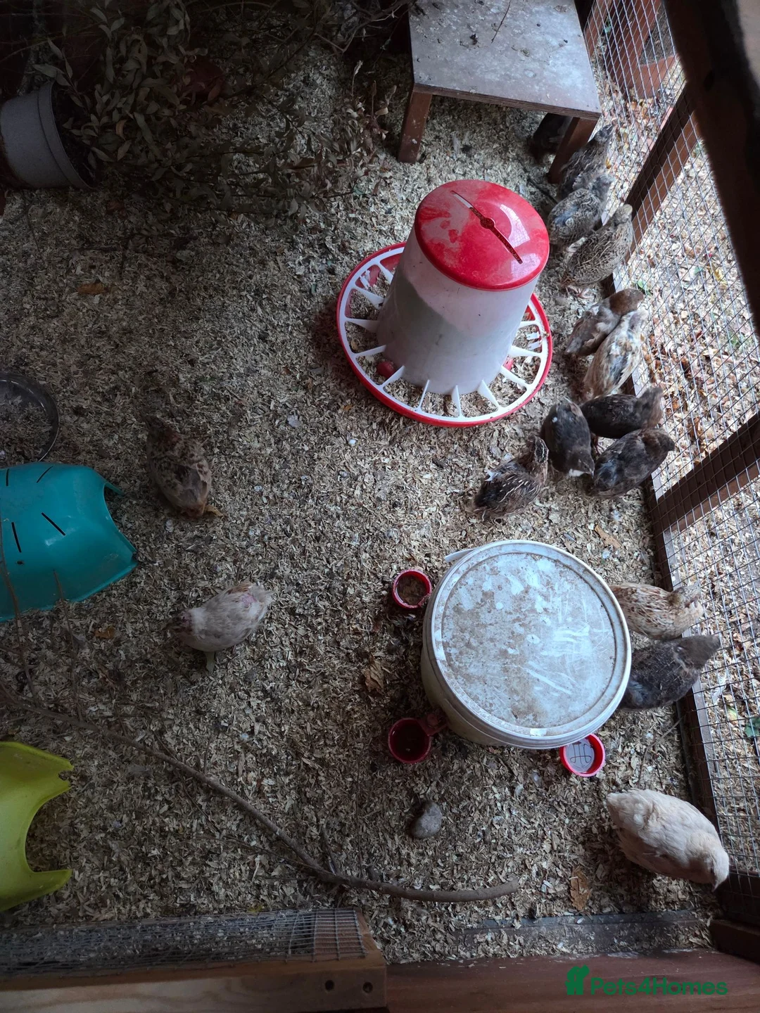 Quail poultry for sale: 17 x Coturnix Quail in Bristol - Advert 2