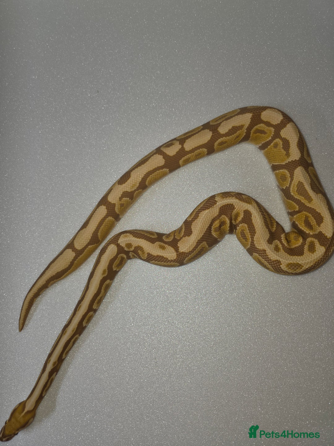 Snake reptiles for sale: Ball pythons  - Advert 6