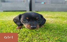 Dachshund dogs for sale: READY NOW Dachshund Puppies - Image 19