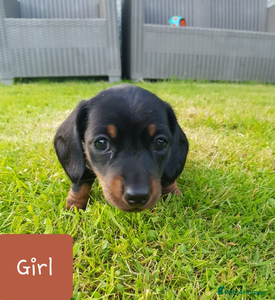 Dachshund dogs for sale: READY NOW Dachshund Puppies - Image 19