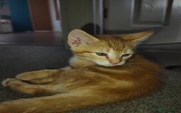 Mixed Breed cats for sale: Kittens - Image 7