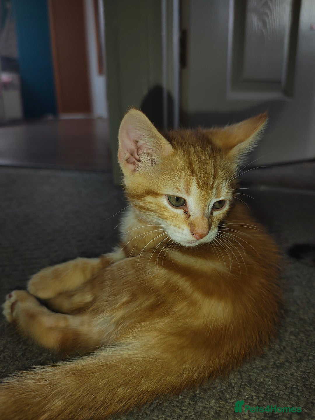 Mixed Breed cats for sale: Kittens - Image 7