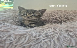Domestic Shorthair cats for sale: Black and Tabby kittens - Image 5