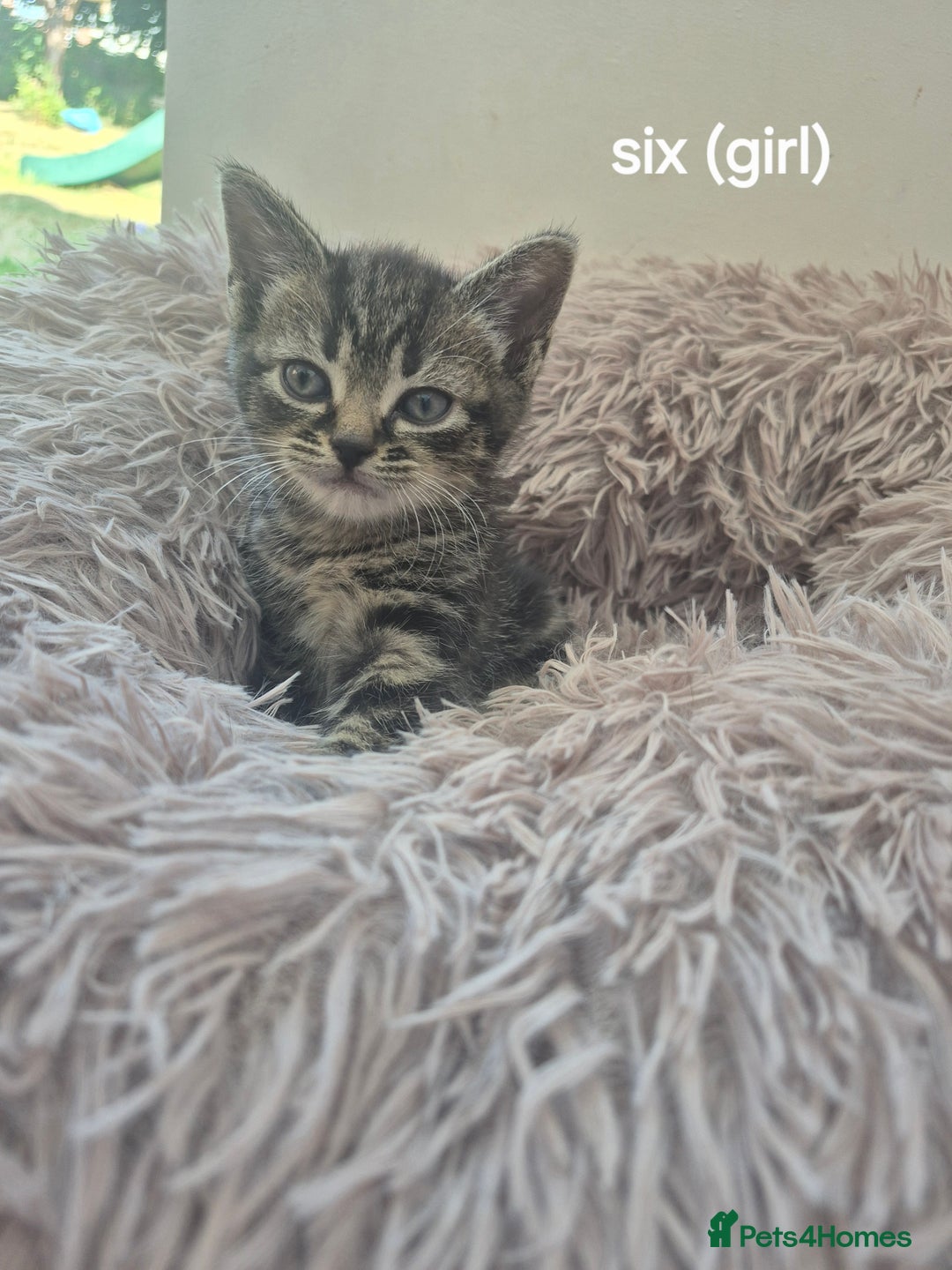 Domestic Shorthair cats for sale: Black and Tabby kittens - Image 5