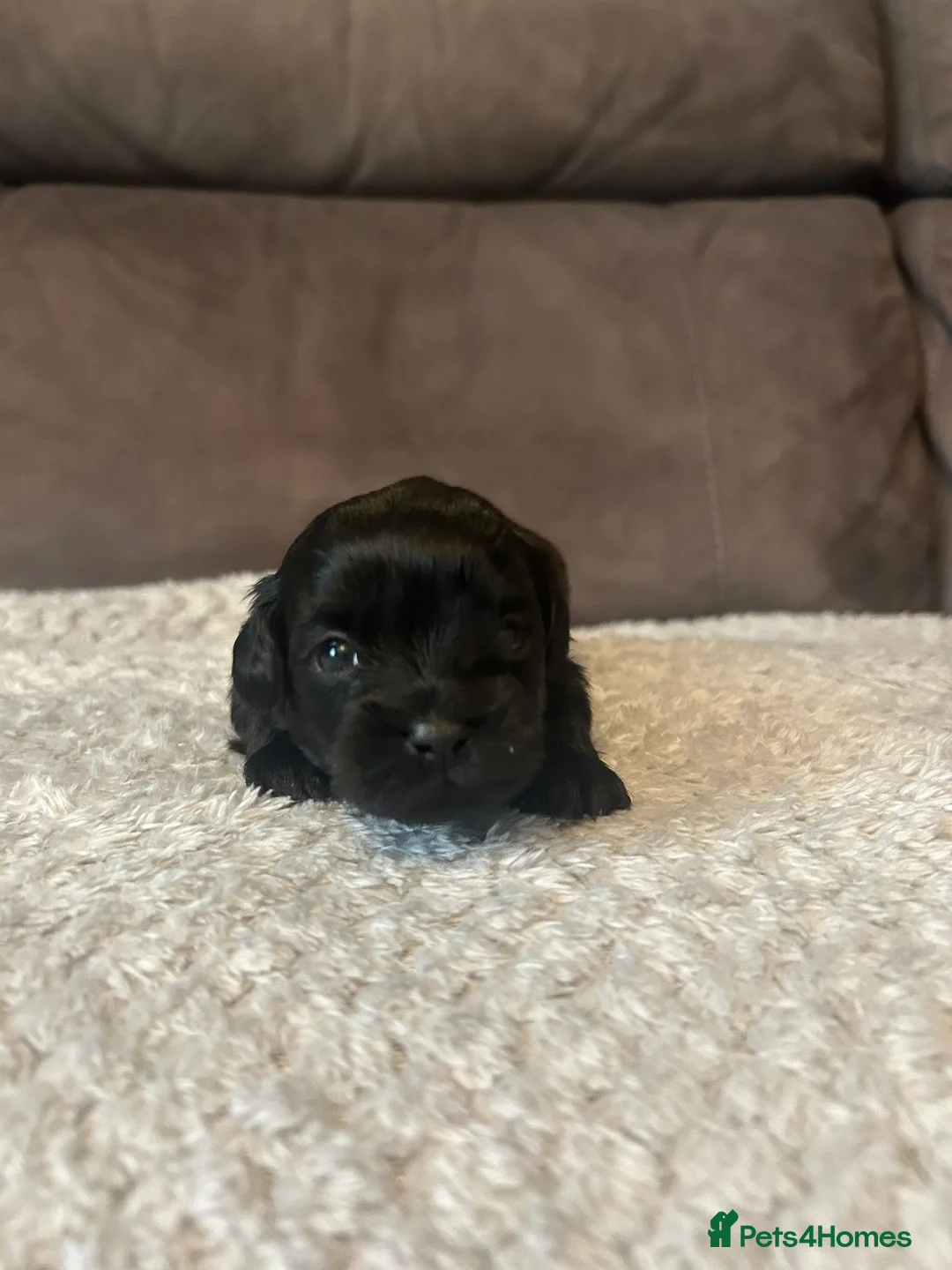Shihpoo dogs for sale: Shihpoo puppies  - Advert 17