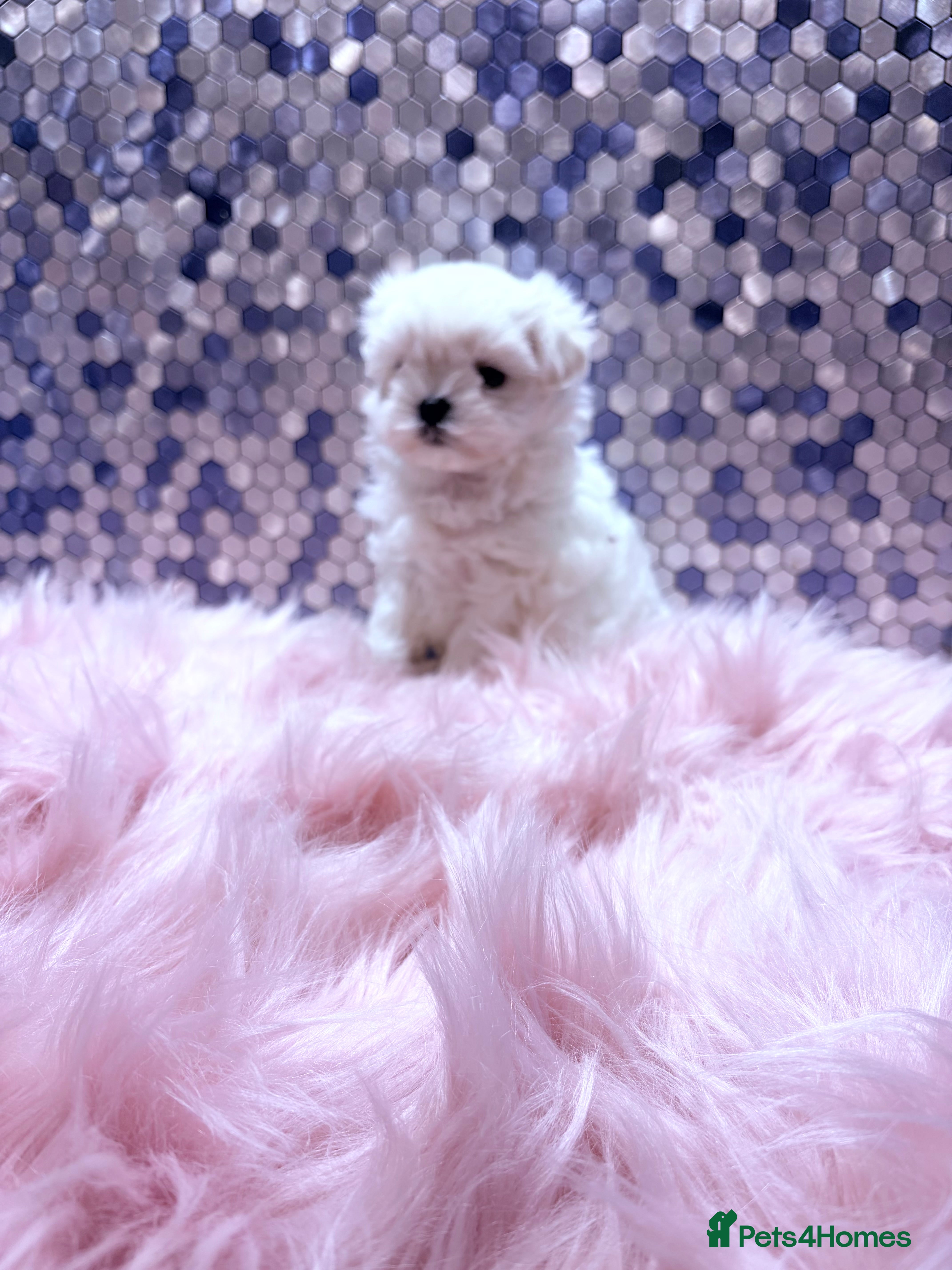 Maltese dogs ❤️🩵Full Korean baby boy ready now ❤️🩵 - Advert 2