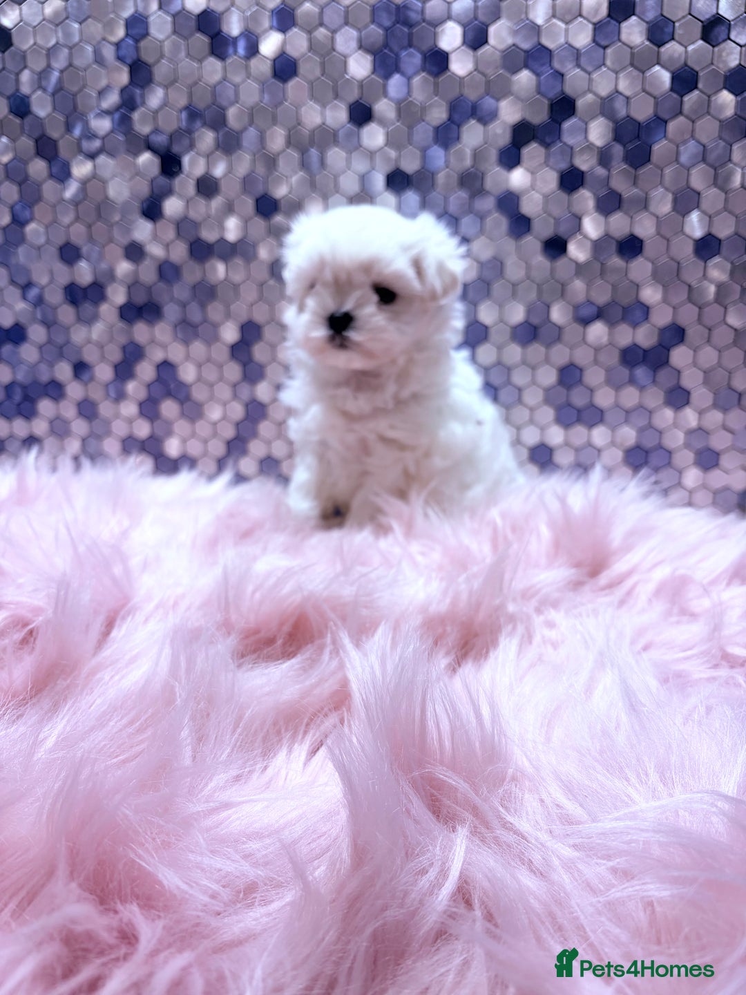 Maltese dogs for sale: ❤️🩵Full Korean Baby pups🩵❤️ - Advert 8