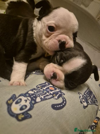 Boston Terrier dogs Superb litter of KC boston terriers puppies - Advert 2