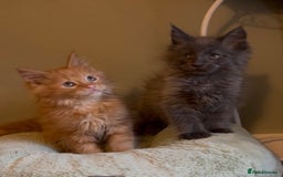 Maine Coon cats for sale: Pedigree Maine coon kittens READY NOW - Image 5