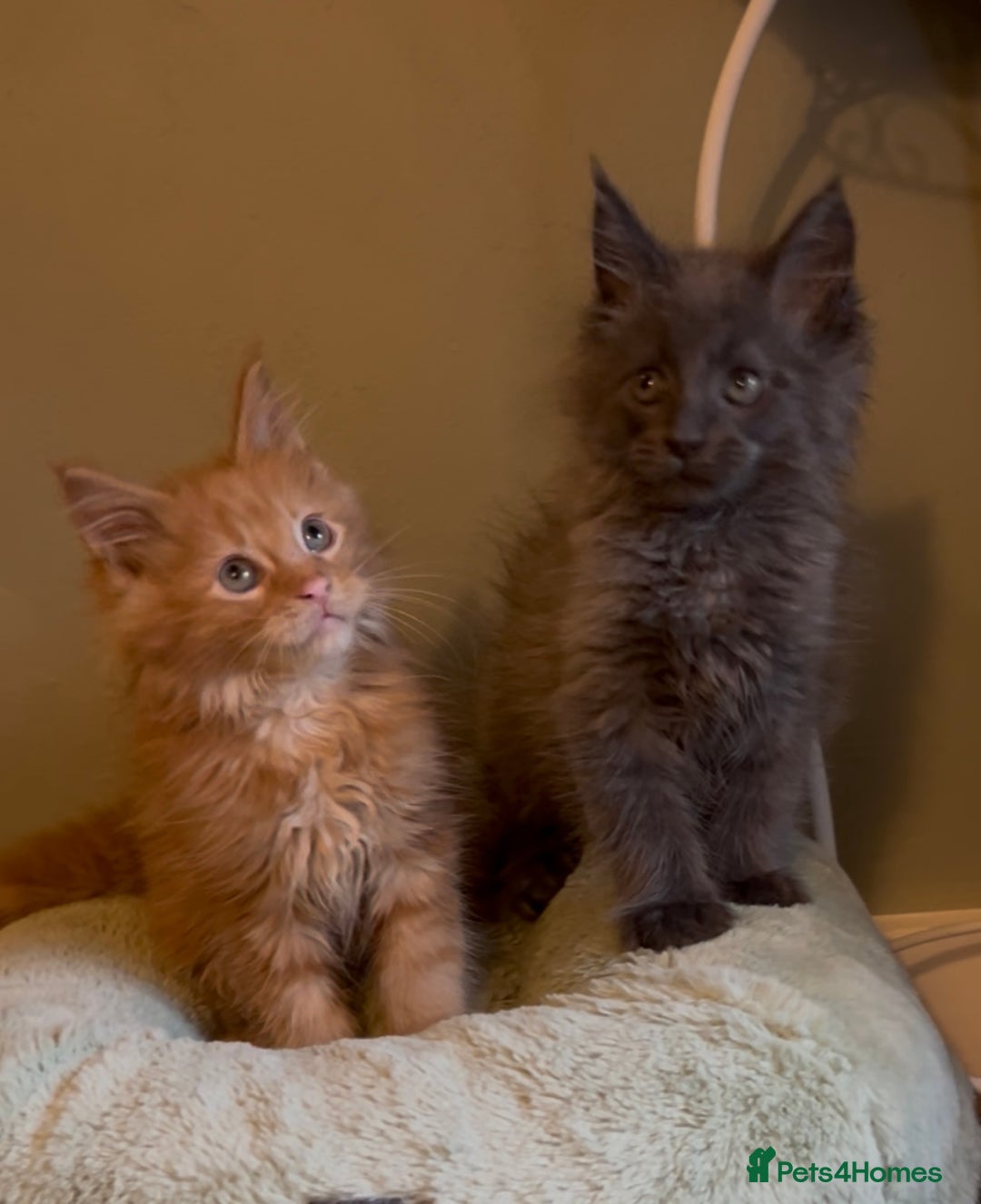 Maine Coon cats for sale: Pedigree Maine coon kittens READY NOW - Image 5